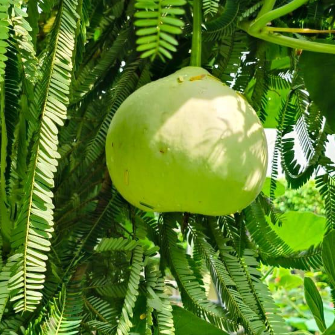 Bottle Gourd